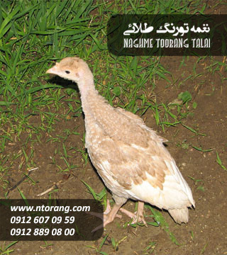 جوجه بوقلمون بوربن یکماهه